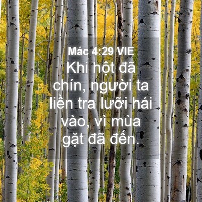 Picture 04 - Mác 4:29 VIE - Khi hột đã chín, người ta liền tra - Bible Verse Picture