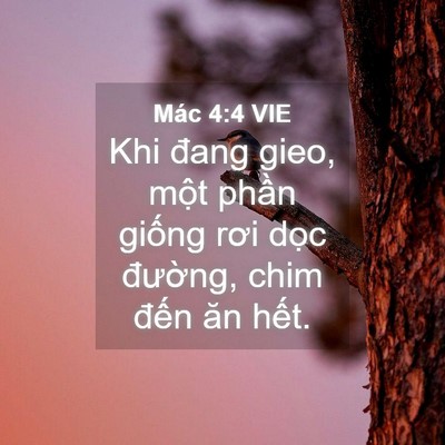 Picture 04 - Mác 4:4 VIE - Khi đang gieo, một phần giống rơi dọc - Bible Verse Picture