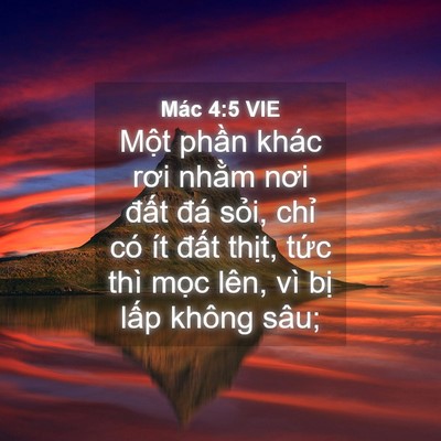 Picture 04 - Mác 4:5 VIE - Một phần khác rơi nhằm nơi đất đá - Bible Verse Picture