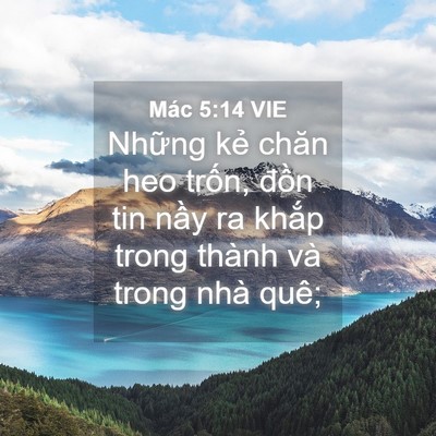 Picture 04 - Mác 5:14 VIE - Những kẻ chăn heo trốn, đồn tin nầy - Bible Verse Picture