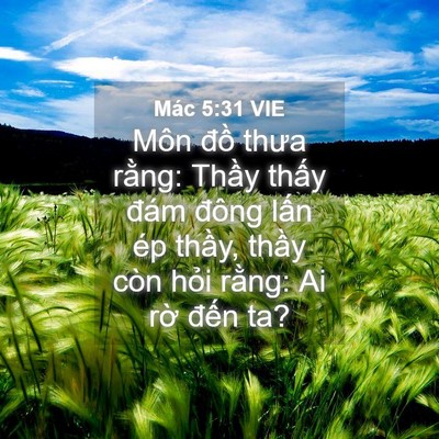 Picture 04 - Mác 5:31 VIE - Môn đồ thưa rằng: Thầy thấy đám - Bible Verse Picture