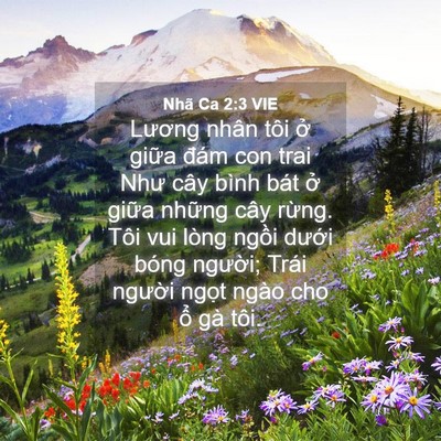 Picture 04 - Nhã Ca 2:3 VIE - Lương nhân tôi ở giữa đám con trai Như - Bible Verse Picture