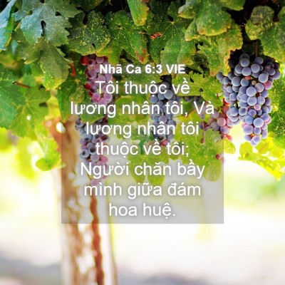 Picture 04 - Nhã Ca 6:3 VIE - Tôi thuộc về lương nhân tôi, Và lương - Bible Verse Picture