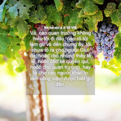 Picture 04 - Nê-hê-mi-a 2:16 VIE - Vả, các quan trưởng không hiểu tôi đi - Bible Verse Picture