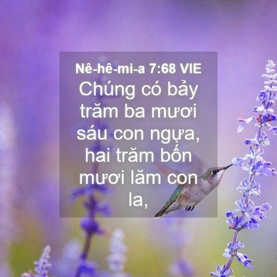 Picture 04 - Nê-hê-mi-a 7:68 VIE - Chúng có bảy trăm ba mươi sáu con ngựa, - Bible Verse Picture