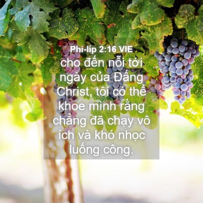 Picture 04 - Phi-líp 2:16 VIE - cho đến nỗi tới ngày của Đấng - Bible Verse Picture