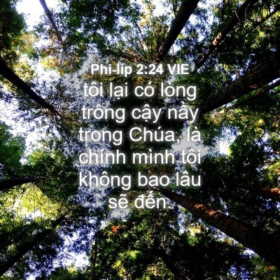 Picture 04 - Phi-líp 2:24 VIE - tôi lại có lòng trông cậy nầy trong - Bible Verse Picture