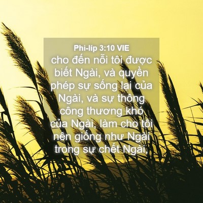 Picture 04 - Phi-líp 3:10 VIE - cho đến nỗi tôi được biết Ngài, và - Bible Verse Picture