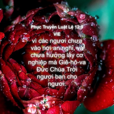 Picture 04 - Phục Truyền Luật Lệ 12:9 VIE - vì các ngươi chưa vào nơi an nghỉ, và - Bible Verse Picture