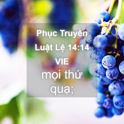 Picture 04 - Phục Truyền Luật Lệ 14:14 VIE - mọi thứ - Bible Verse Picture