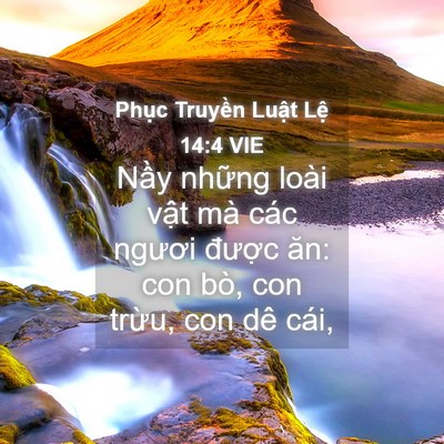 Picture 04 - Phục Truyền Luật Lệ 14:4 VIE - Nầy những loài vật mà các ngươi - Bible Verse Picture