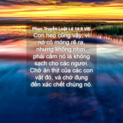 Picture 04 - Phục Truyền Luật Lệ 14:8 VIE - Con heo cũng vậy; vì nó có móng rẽ ra, - Bible Verse Picture