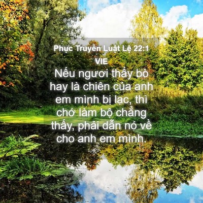 Picture 04 - Phục Truyền Luật Lệ 22:1 VIE - Nếu ngươi thấy bò hay là chiên của anh - Bible Verse Picture