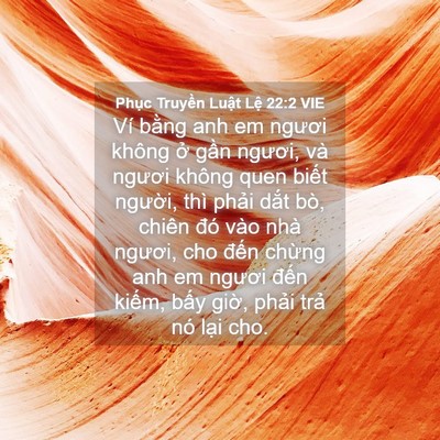 Picture 04 - Phục Truyền Luật Lệ 22:2 VIE - Ví bằng anh em ngươi không ở gần - Bible Verse Picture