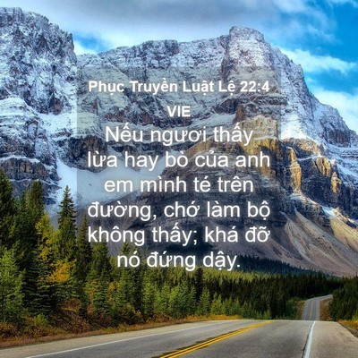 Picture 04 - Phục Truyền Luật Lệ 22:4 VIE - Nếu ngươi thấy lừa hay bò của anh em - Bible Verse Picture
