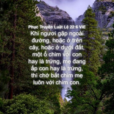 Picture 04 - Phục Truyền Luật Lệ 22:6 VIE - Khi ngươi gặp ngoài đường, hoặc ở - Bible Verse Picture