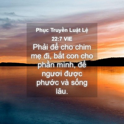 Picture 04 - Phục Truyền Luật Lệ 22:7 VIE - Phải để cho chim mẹ đi, bắt con cho - Bible Verse Picture