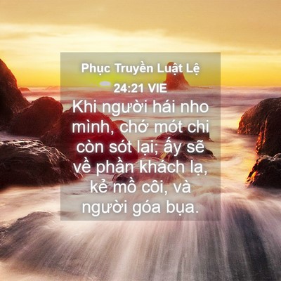 Picture 04 - Phục Truyền Luật Lệ 24:21 VIE - Khi người hái nho mình, chớ mót chi còn - Bible Verse Picture