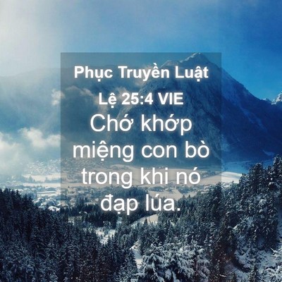 Picture 04 - Phục Truyền Luật Lệ 25:4 VIE - Chớ khớp miệng con bò trong khi nó đạp - Bible Verse Picture