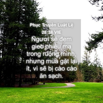 Picture 04 - Phục Truyền Luật Lệ 28:38 VIE - Ngươi sẽ đem gieo nhiều mạ trong ruộng - Bible Verse Picture