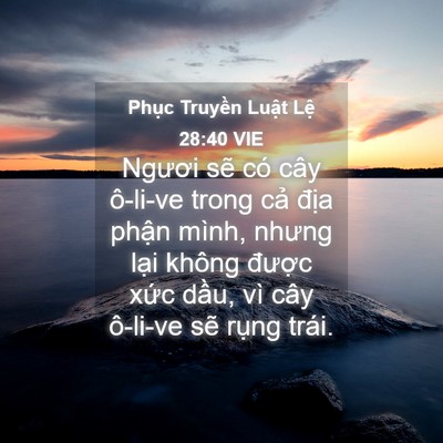 Picture 04 - Phục Truyền Luật Lệ 28:40 VIE - Ngươi sẽ có cây ô-li-ve trong cả địa - Bible Verse Picture