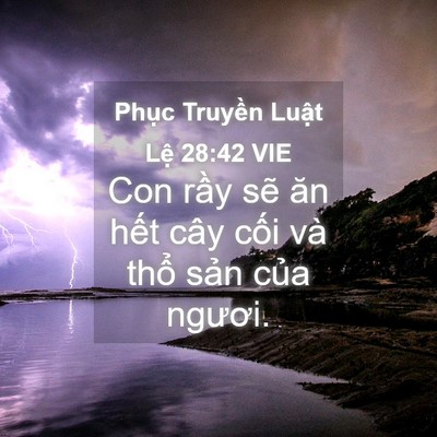 Picture 04 - Phục Truyền Luật Lệ 28:42 VIE - Con rầy sẽ ăn hết cây cối và thổ - Bible Verse Picture