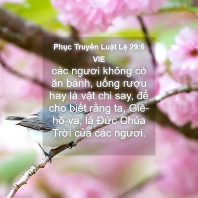 Picture 04 - Phục Truyền Luật Lệ 29:6 VIE - các ngươi không có ăn bánh, uống rượu - Bible Verse Picture