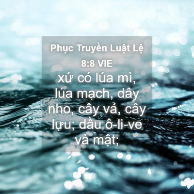 Picture 04 - Phục Truyền Luật Lệ 8:8 VIE - xứ có lúa mì, lúa mạch, dây nho, cây - Bible Verse Picture
