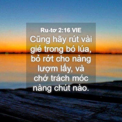 Picture 04 - Ru-tơ 2:16 VIE - Cũng hãy rút vài gié trong bó lúa, bỏ - Bible Verse Picture
