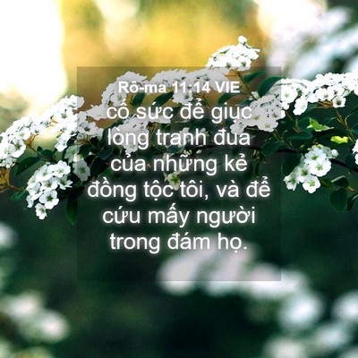 Picture 04 - Rô-ma 11:14 VIE - cố sức để giục lòng tranh đua của - Bible Verse Picture