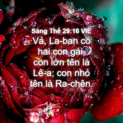 Picture 04 - Sáng Thế 29:16 VIE - Vả, La-ban có hai con gái, con lớn tên là - Bible Verse Picture