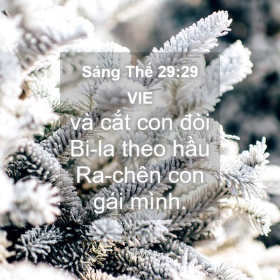 Picture 04 - Sáng Thế 29:29 VIE - và cắt con đòi Bi-la theo hầu Ra-chên con - Bible Verse Picture