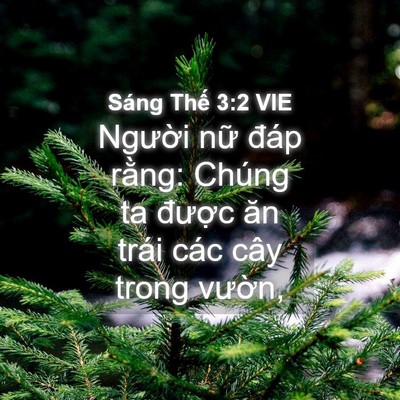 Picture 04 - Sáng Thế 3:2 VIE - Người nữ đáp rằng: Chúng ta được - Bible Verse Picture