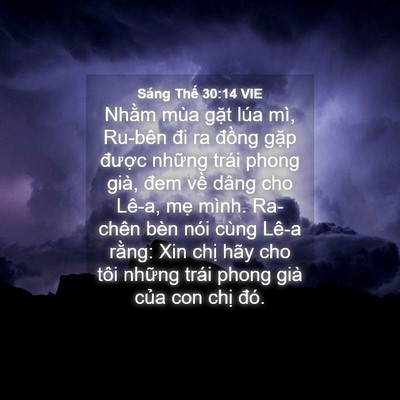 Picture 04 - Sáng Thế 30:14 VIE - Nhằm mùa gặt lúa mì, Ru-bên đi ra - Bible Verse Picture