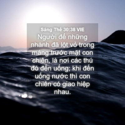 Picture 04 - Sáng Thế 30:38 VIE - Người để những nhành đã lột vỏ - Bible Verse Picture