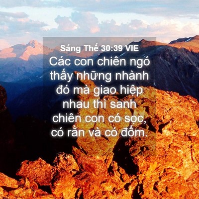 Picture 04 - Sáng Thế 30:39 VIE - Các con chiên ngó thấy những nhành đó - Bible Verse Picture