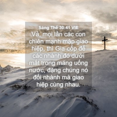 Picture 04 - Sáng Thế 30:41 VIE - Vả, mọi lần các con chiên mạnh mập - Bible Verse Picture