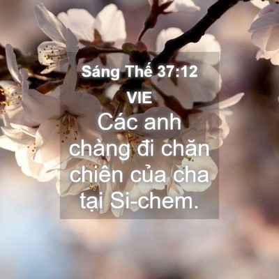 Picture 04 - Sáng Thế 37:12 VIE - Các anh chàng đi chăn chiên của cha tại - Bible Verse Picture