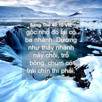 Picture 04 - Sáng Thế 40:10 VIE - gốc nho đó lại có ba nhành. Dường như - Bible Verse Picture