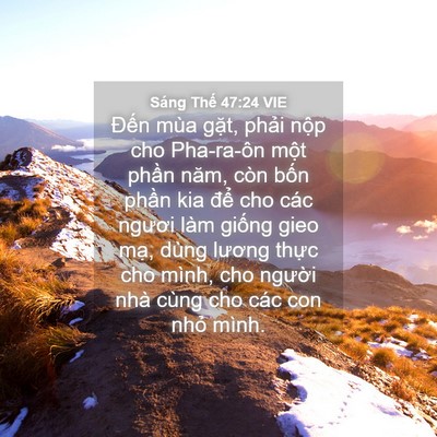 Picture 04 - Sáng Thế 47:24 VIE - Đến mùa gặt, phải nộp cho Pha-ra-ôn - Bible Verse Picture