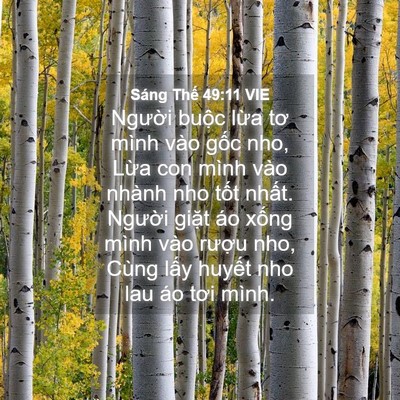 Picture 04 - Sáng Thế 49:11 VIE - Người buộc lừa tơ mình vào gốc nho, - Bible Verse Picture