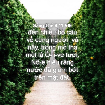 Picture 04 - Sáng Thế 8:11 VIE - đến chiều bò câu về cùng người, và - Bible Verse Picture