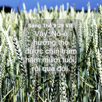 Picture 04 - Sáng Thế 9:29 VIE - Vậy, Nô-ê hưởng thọ được chín trăm - Bible Verse Picture