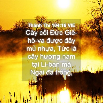 Picture 04 - Thánh Thi 104:16 VIE - Cây cối Đức Giê-hô-va được đầy - Bible Verse Picture