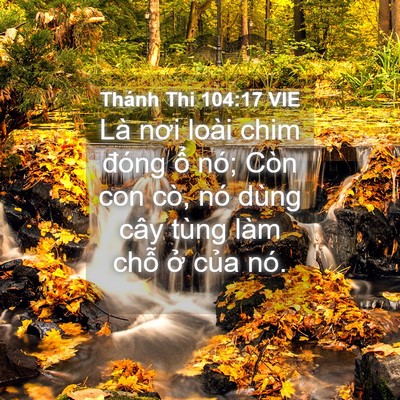 Picture 04 - Thánh Thi 104:17 VIE - Là nơi loài chim đóng ổ nó; Còn con cò, - Bible Verse Picture