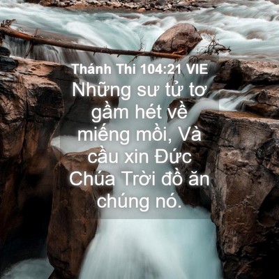 Picture 04 - Thánh Thi 104:21 VIE - Những sư tử tơ gầm hét về miếng - Bible Verse Picture