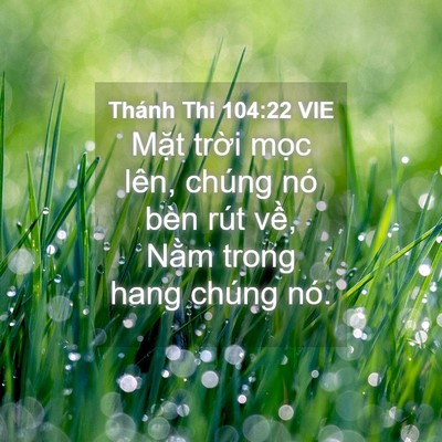 Picture 04 - Thánh Thi 104:22 VIE - Mặt trời mọc lên, chúng nó bèn rút - Bible Verse Picture