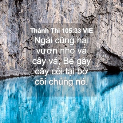 Picture 04 - Thánh Thi 105:33 VIE - Ngài cũng hại vườn nho và cây vả, Bẻ - Bible Verse Picture