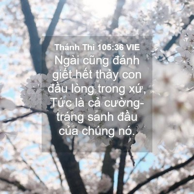Picture 04 - Thánh Thi 105:36 VIE - Ngài cũng đánh giết hết thảy con đầu - Bible Verse Picture