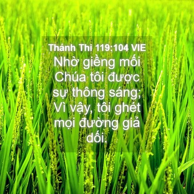 Picture 04 - Thánh Thi 119:104 VIE - Nhờ giềng mối Chúa tôi được sự - Bible Verse Picture